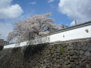 sP1020516.jpg